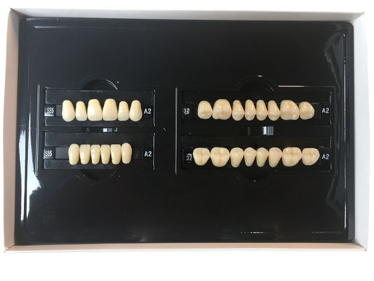 Plastic Polymer Dental Acrylic Resin Teeth A1 A3 2 Layers Dental Composite Resin