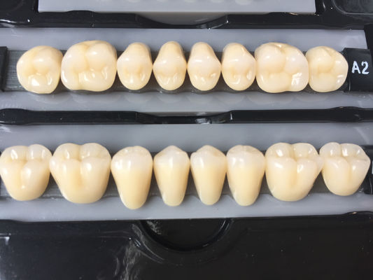 Clear Dental Acrylic Resin Kit Teeth Synthetic 2 Layers Dent Resin Teeth
