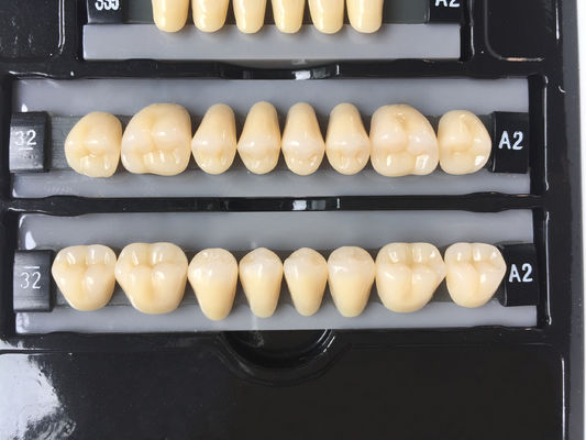Clear Dental Acrylic Resin Kit Teeth Synthetic 2 Layers Dent Resin Teeth